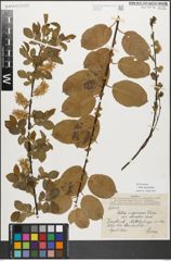 Foto von Salix myrsinifolia Salisb.